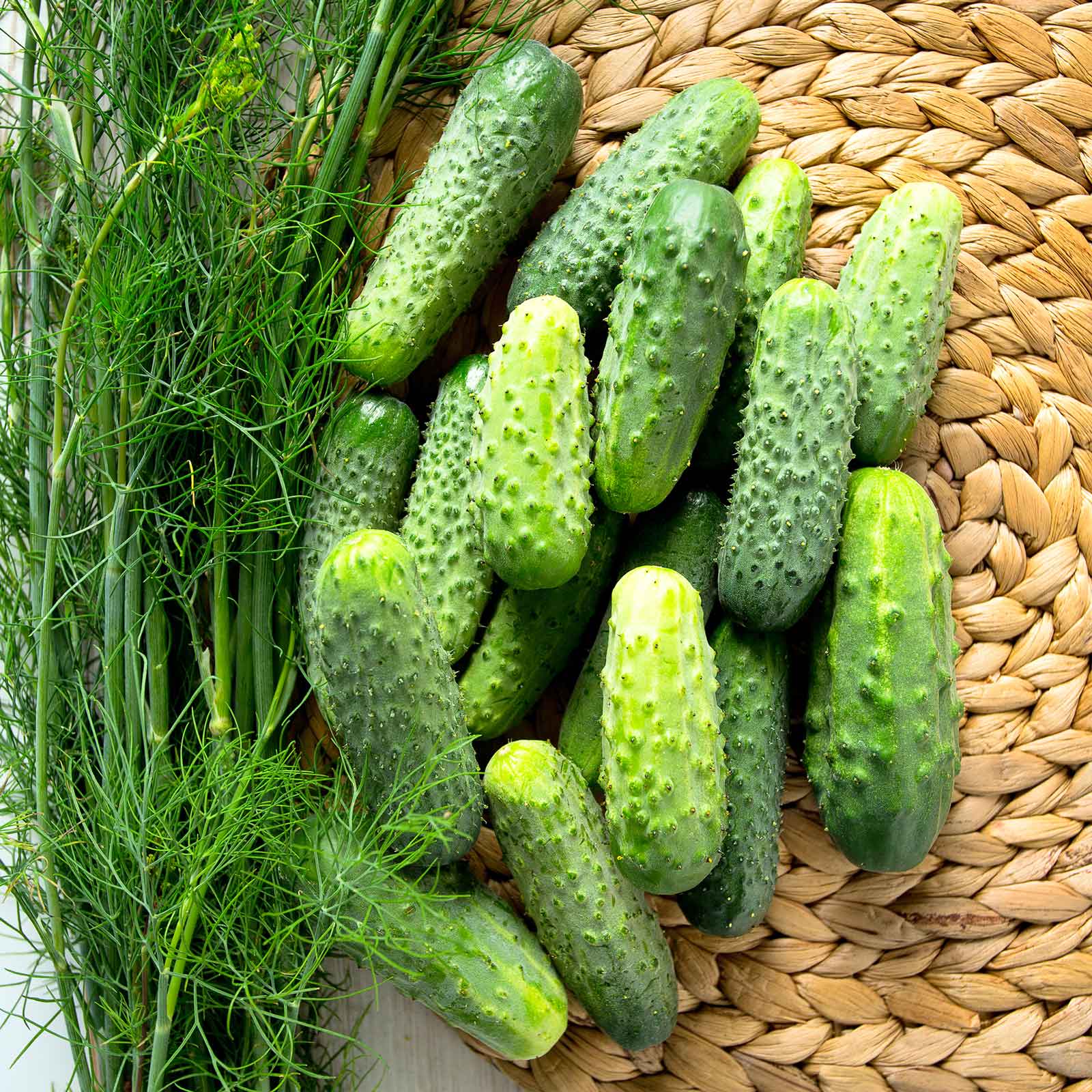 cucumbers from seed or plant Bulk Cucumber Seeds (Pickling) - SMR 58