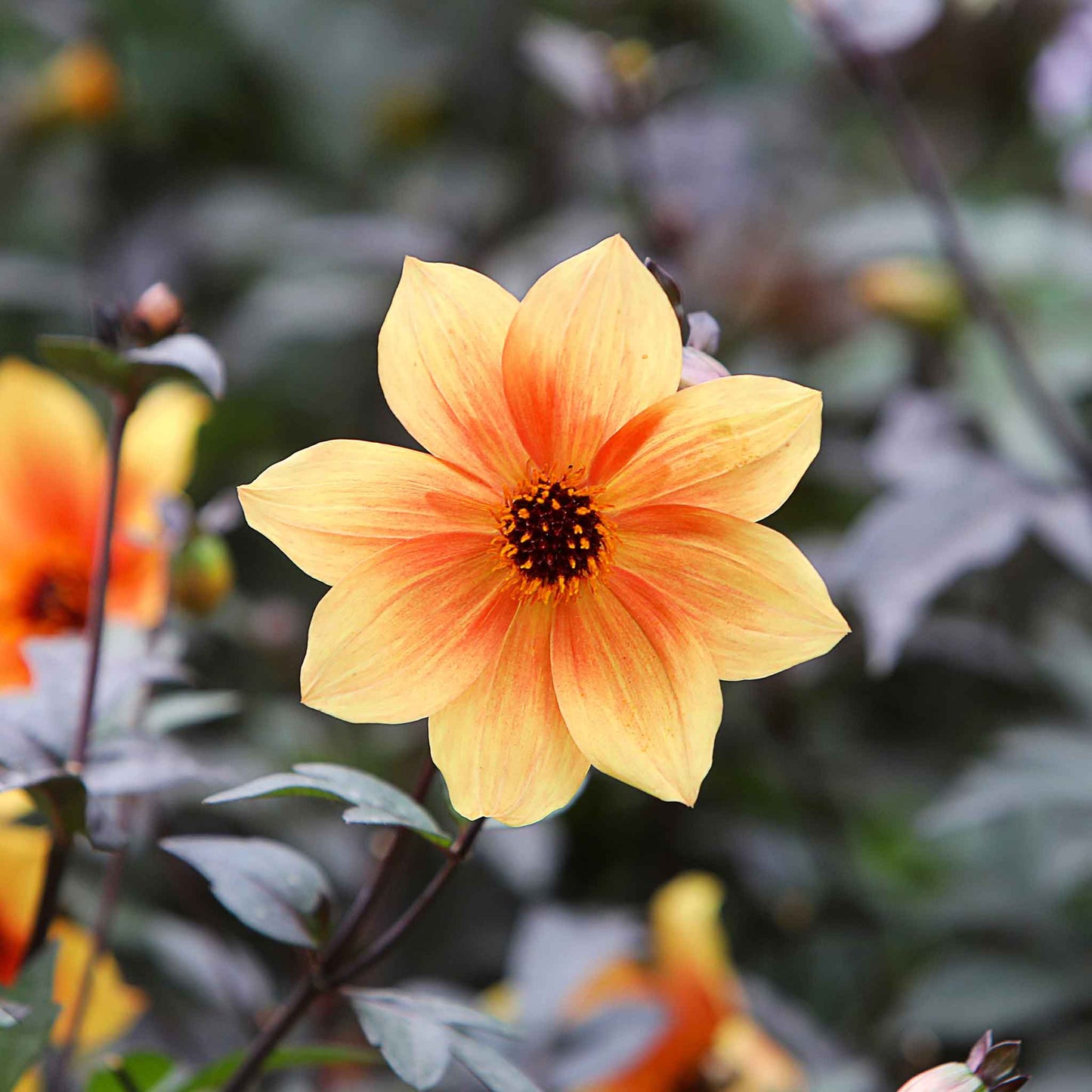 dahlia bishops children