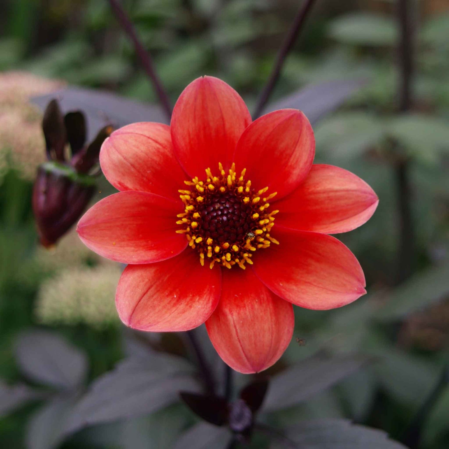 dahlia bishops children