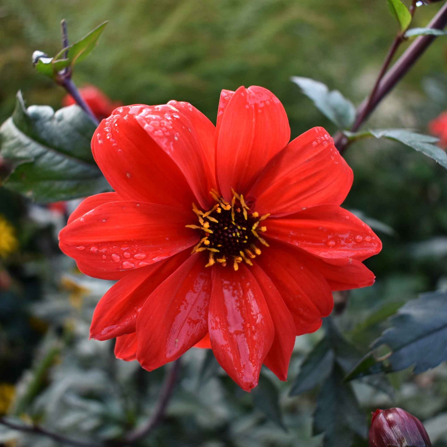 dahlia bishops children