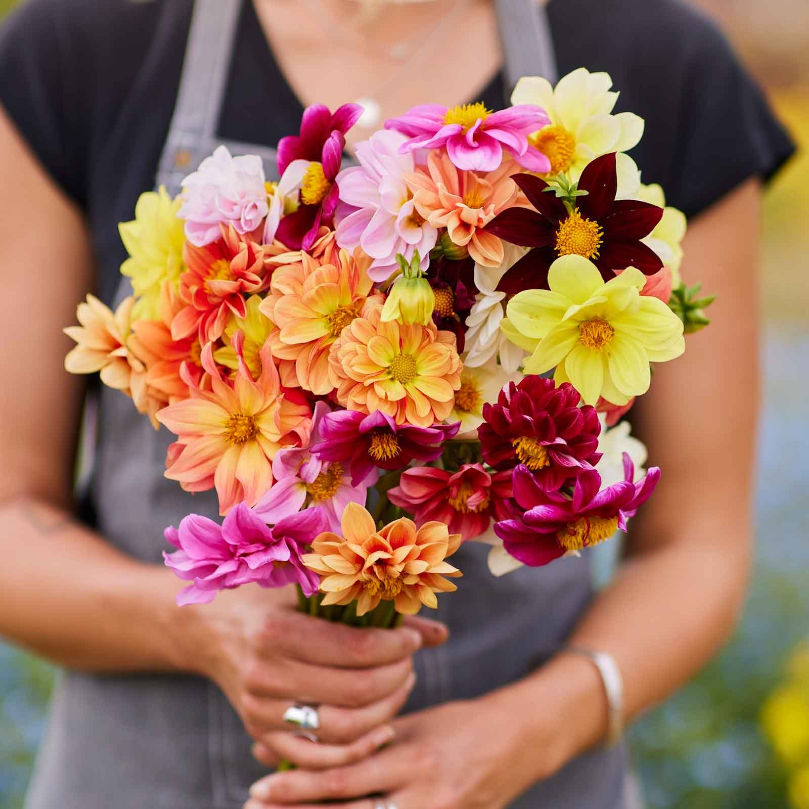 dahlia flower seeds for sale Bulk Dahlia Seeds - Early Bird