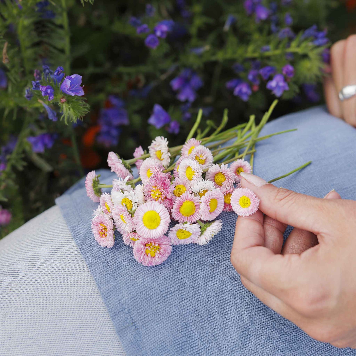 Person arranging pink and yellow english daisy flowers on a persons lap with a garden background