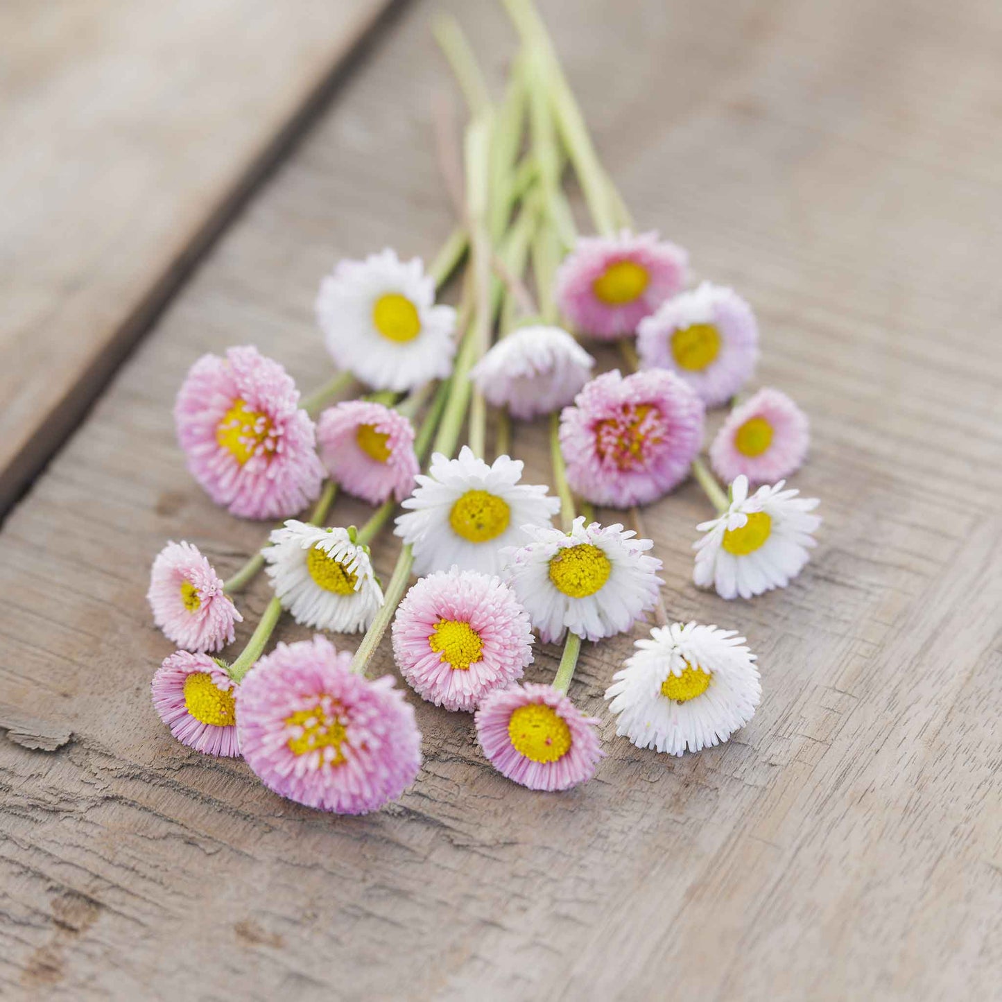 Bouquet of pink and white english daisy flowers with yellow centers on a wooden surface