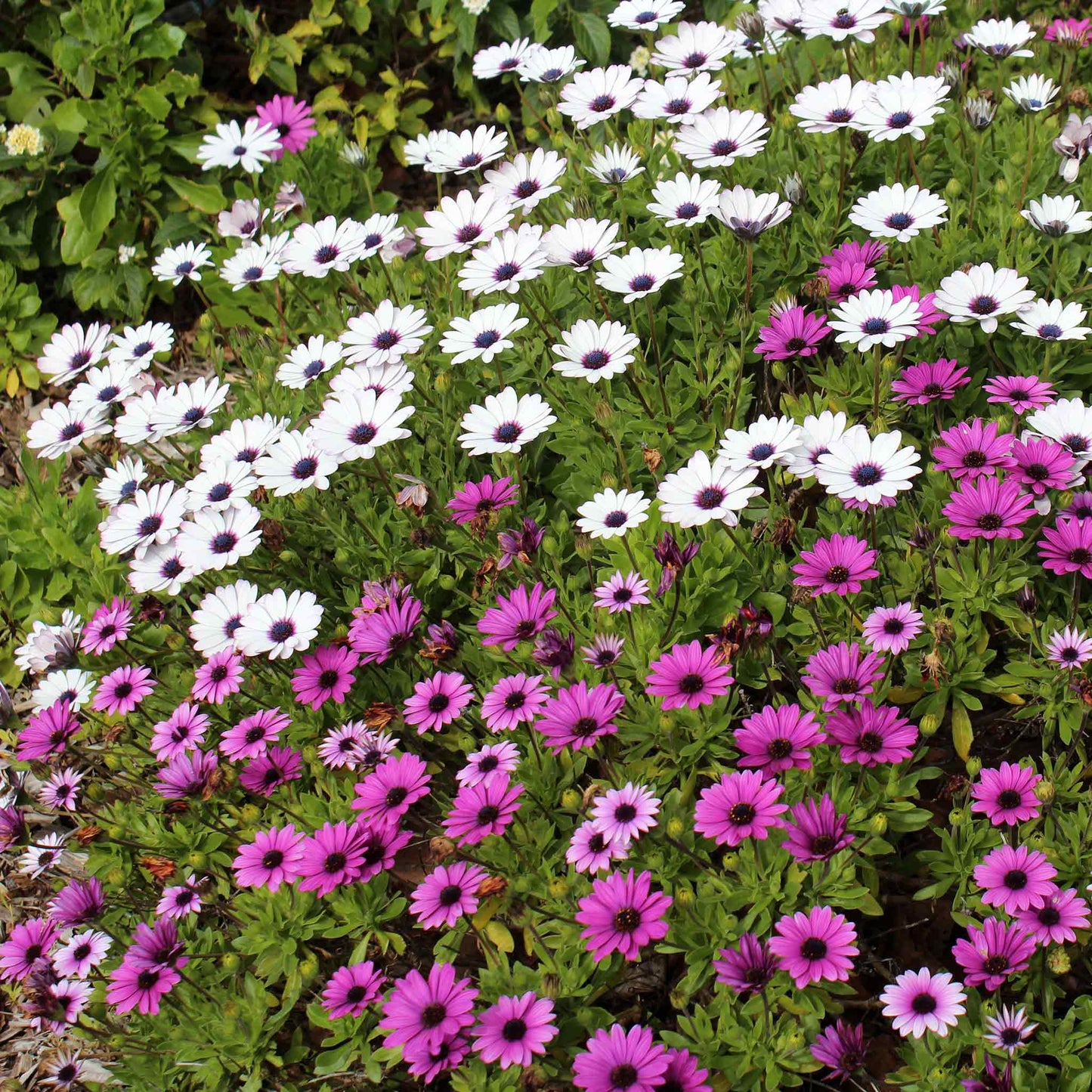 daisy african spider mix