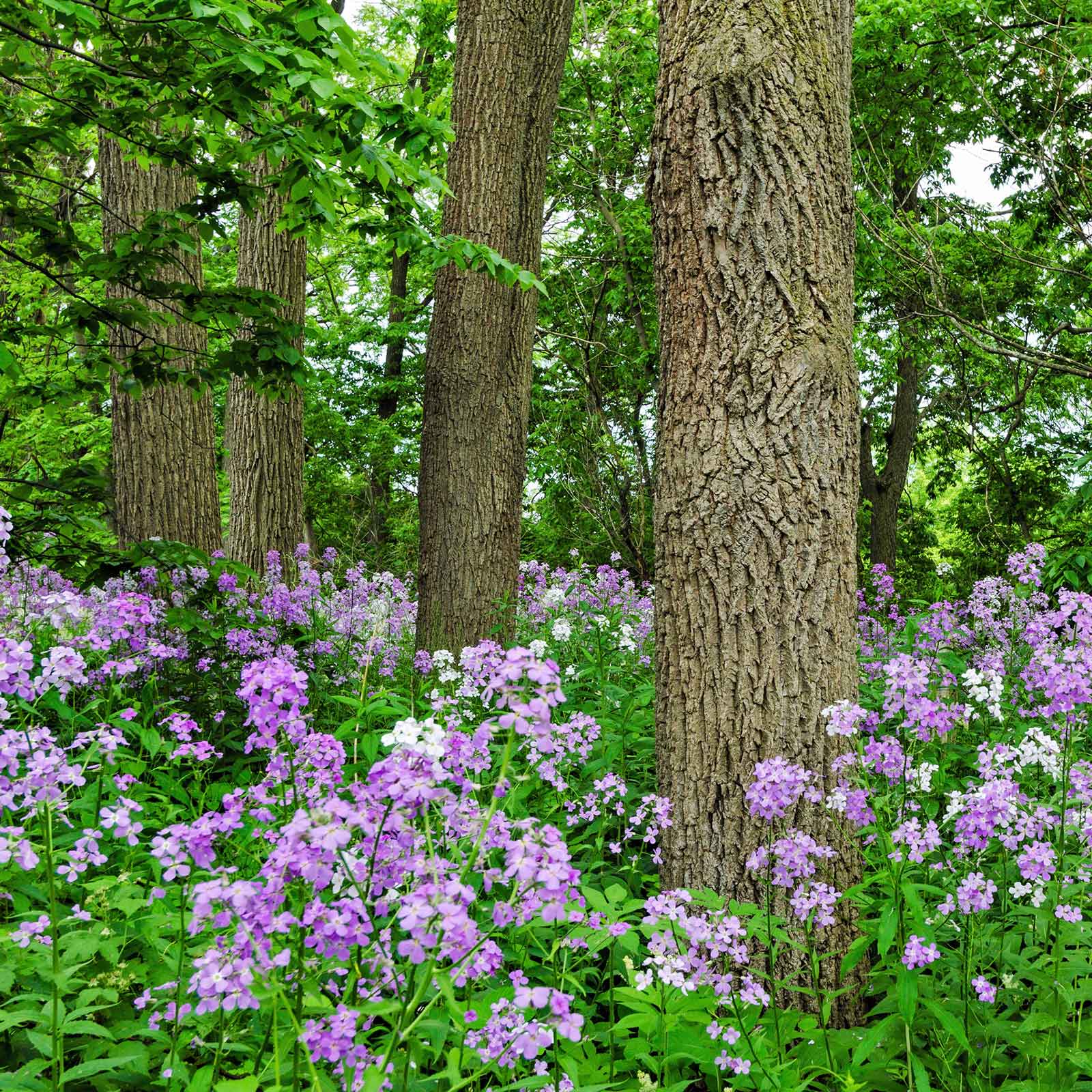 flower rocket seed disc Bulk Dames Rocket Seeds - Violet