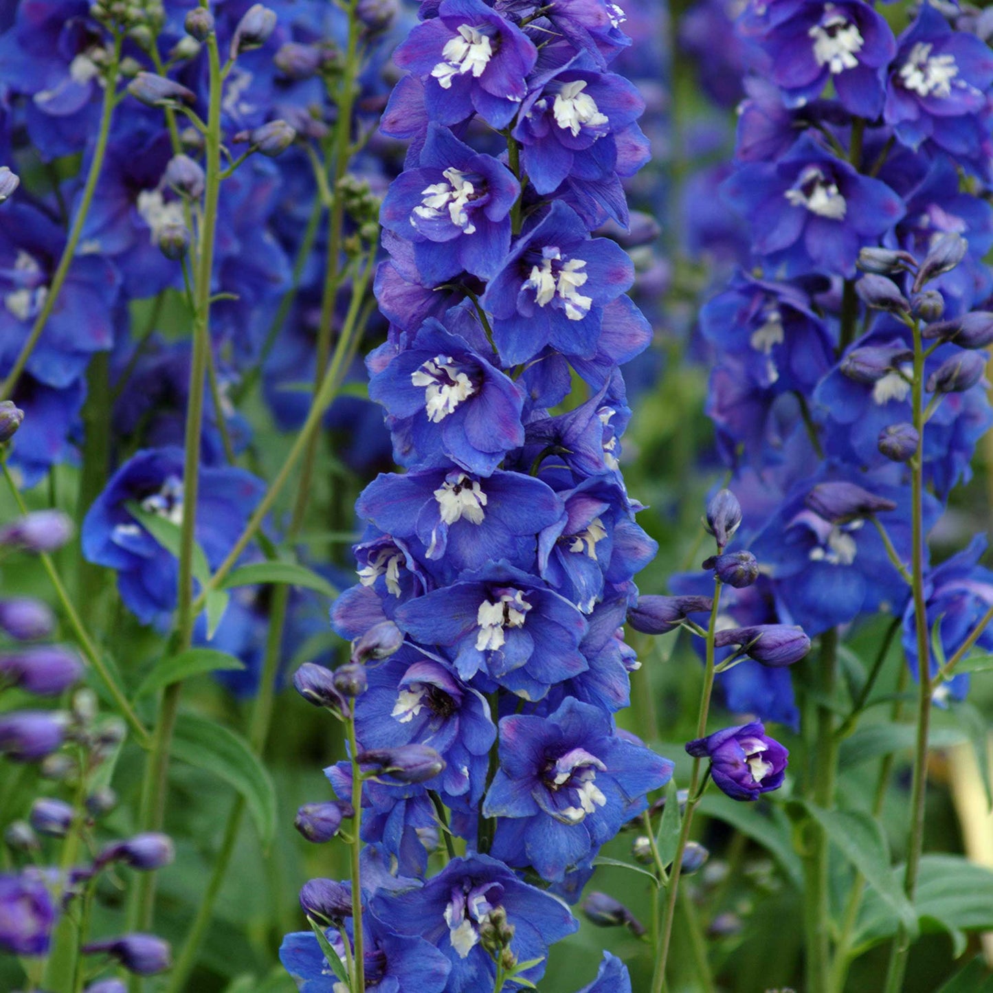 delphinium desante blue