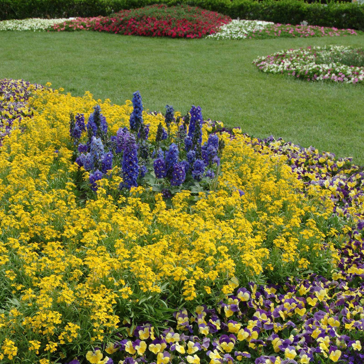 delphinium guardian blue