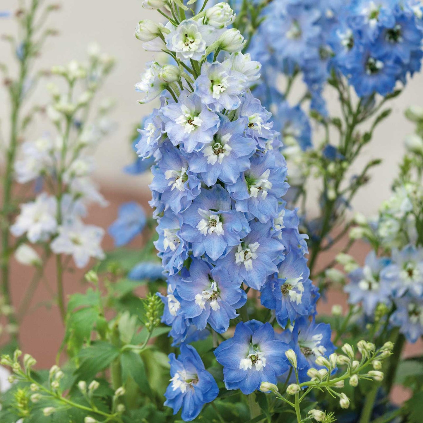 delphinium light blue white bee