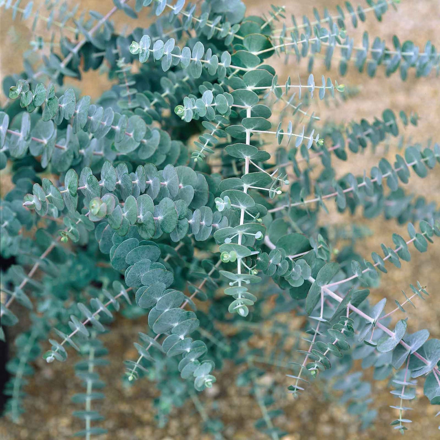 eucalyptus silver dollar