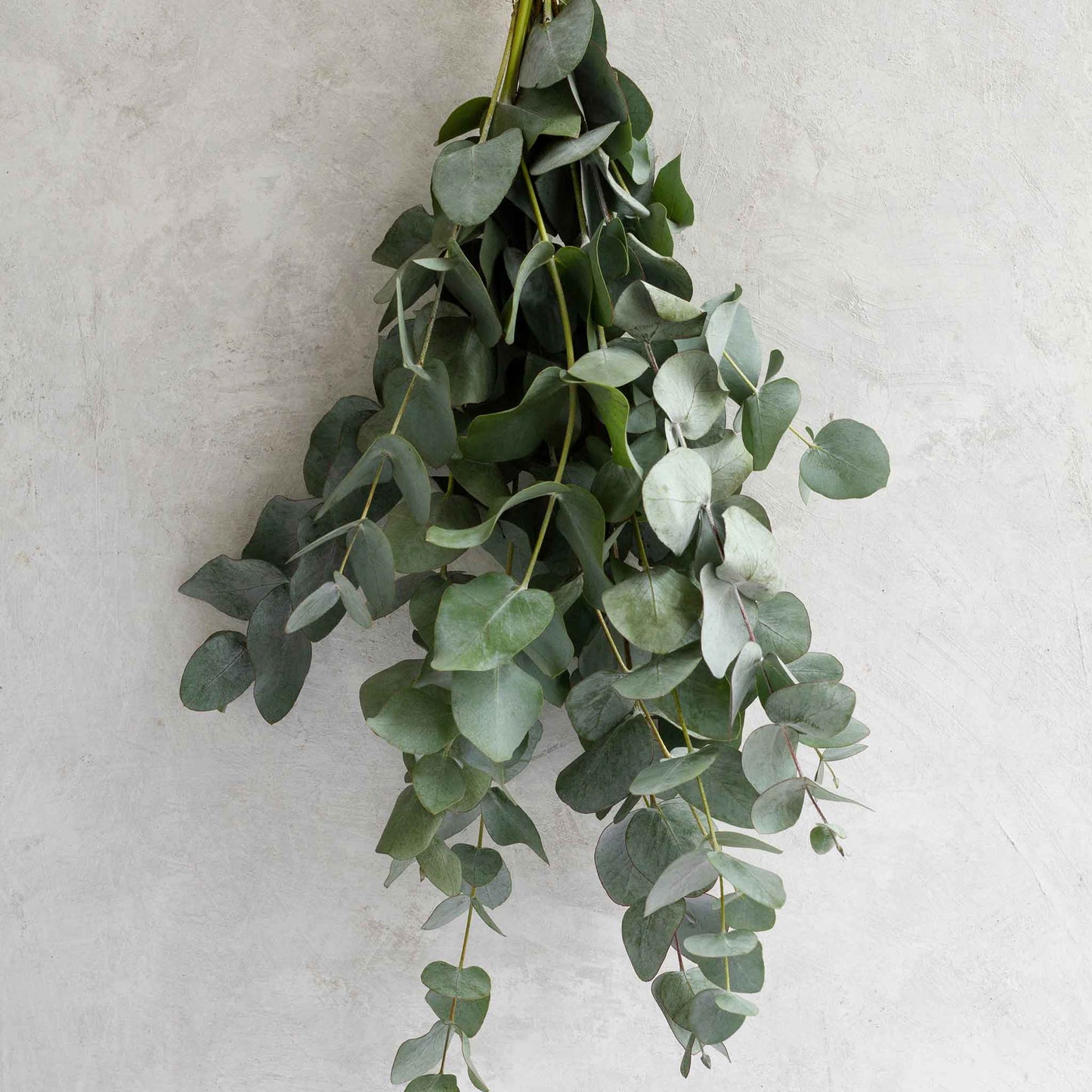 eucalyptus silver dollar