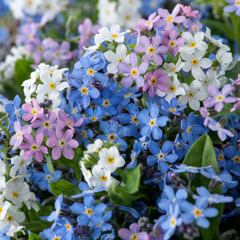 are forget me nots indoor or outdoor plants Bulk Forget Me Not Seeds - Mixed Colors