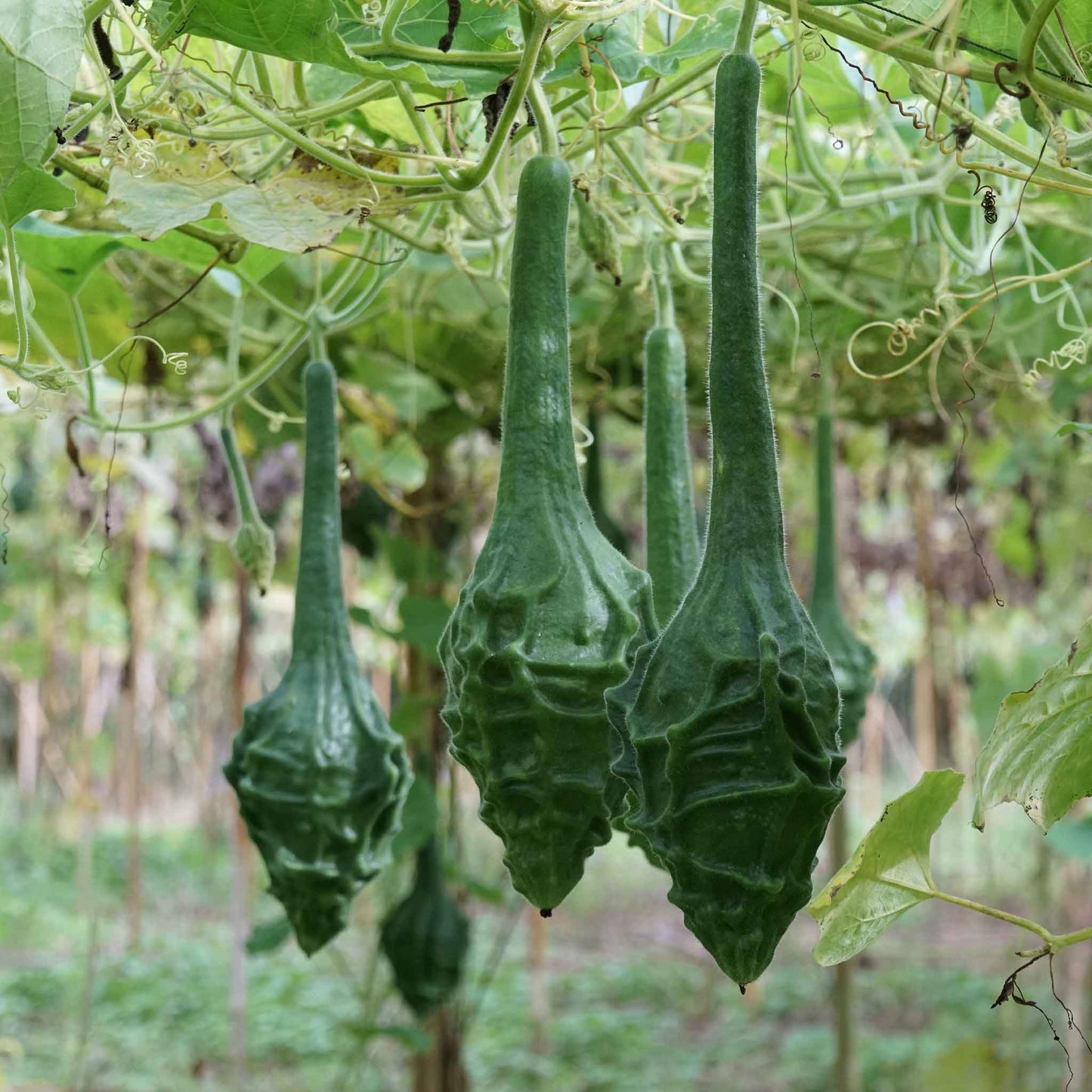 gourd cavemans club