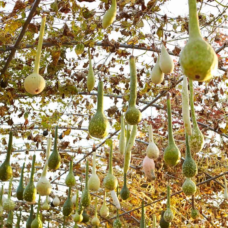 plant gourd seeds Bulk Gourd Seeds - Dipper
