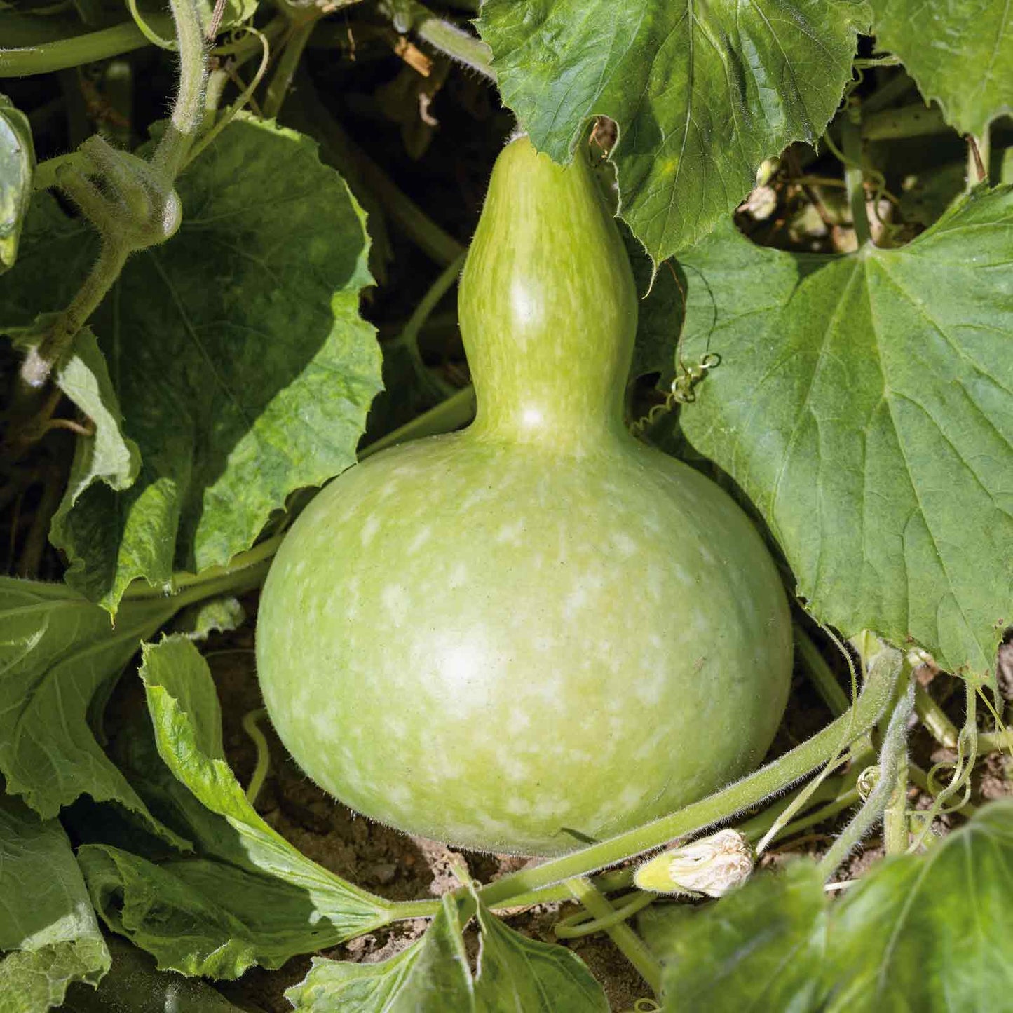 gourd giant bottle