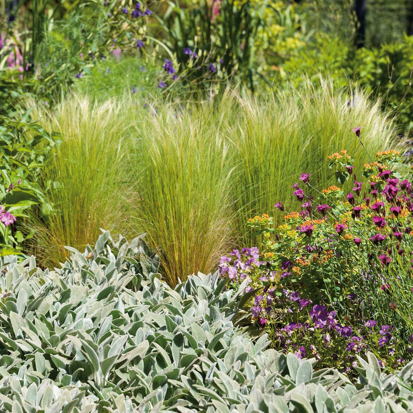 grass mexican feather