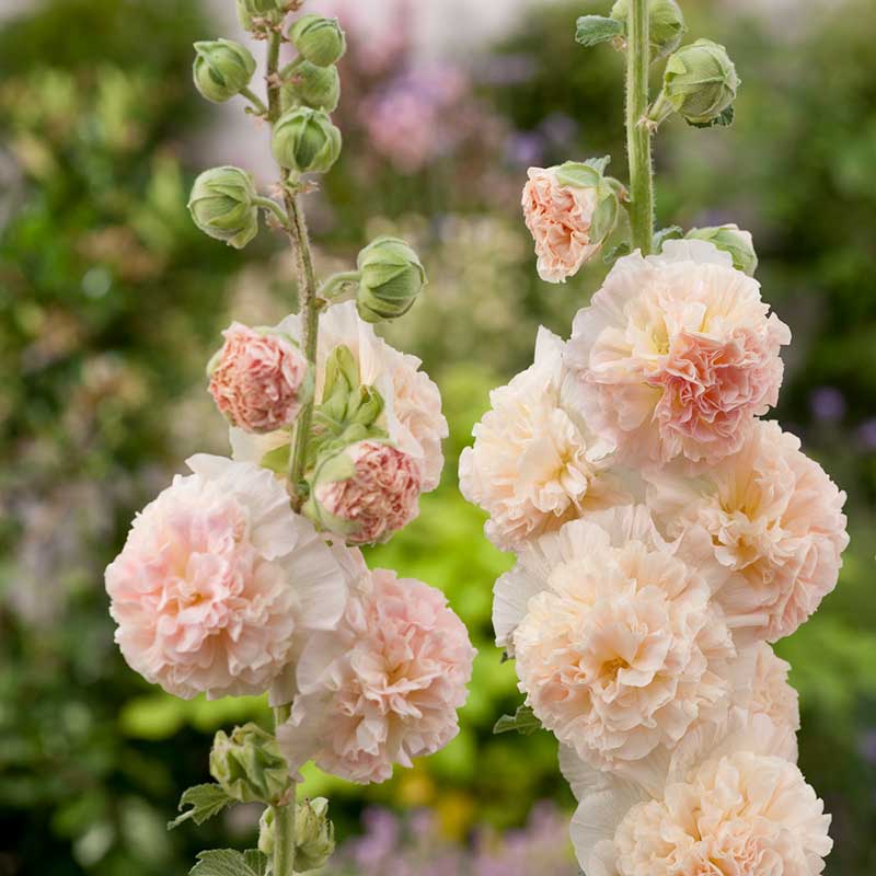 rose seeds bulk Bulk Hollyhock Seeds - Chaters Double Salmon