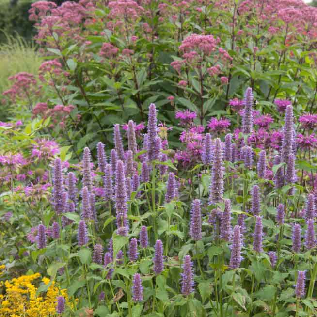 giant lavender plant Bulk Hyssop Seeds - Giant Lavender Blue | Herb Seeds