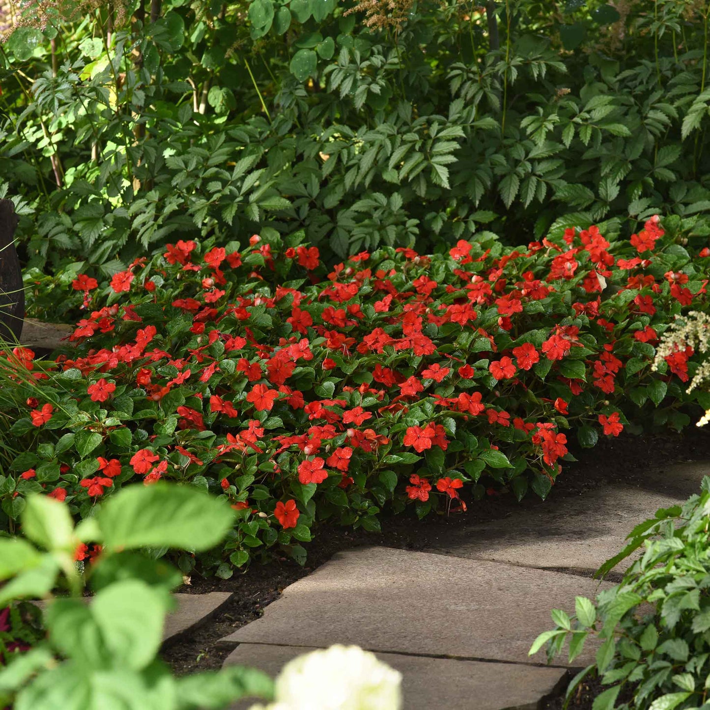 impatiens beacon bright red