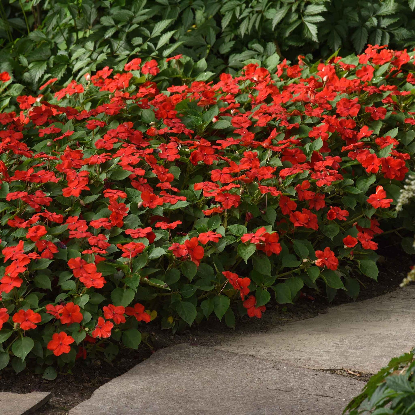 impatiens beacon bright red