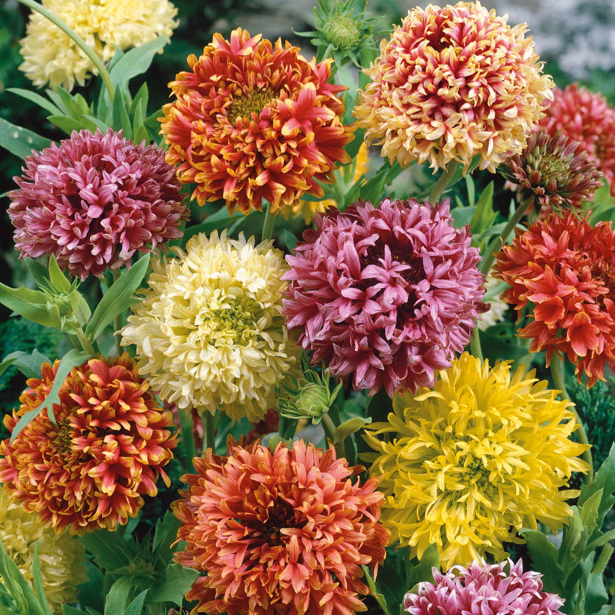 indian summer flower seeds Bulk Indian Blanket Seeds - Double Mix