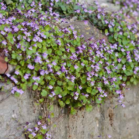 ivy garth seeds and plants Kenilworth Ivy Seeds | Flower Seeds