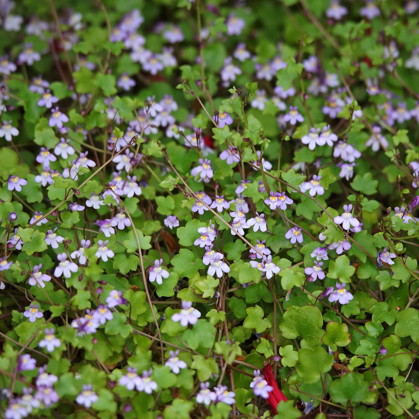 kenilworth ivy