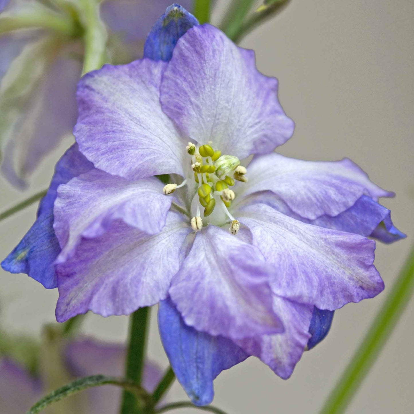 larkspur fancy purple picotee