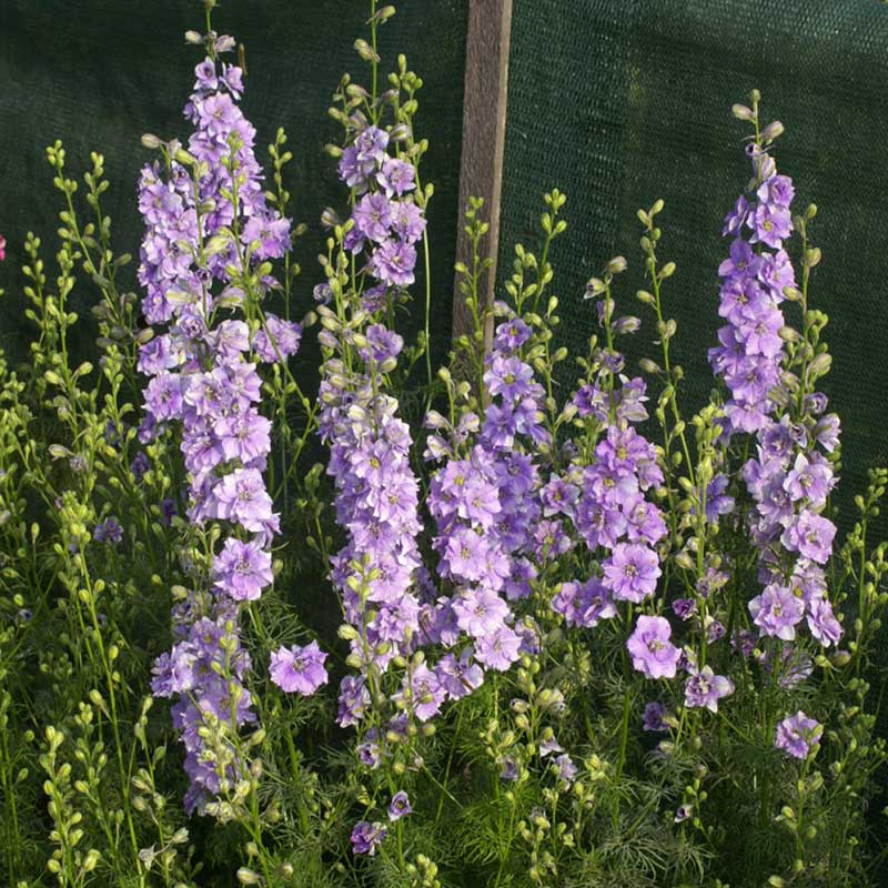 larkspur qis light blue