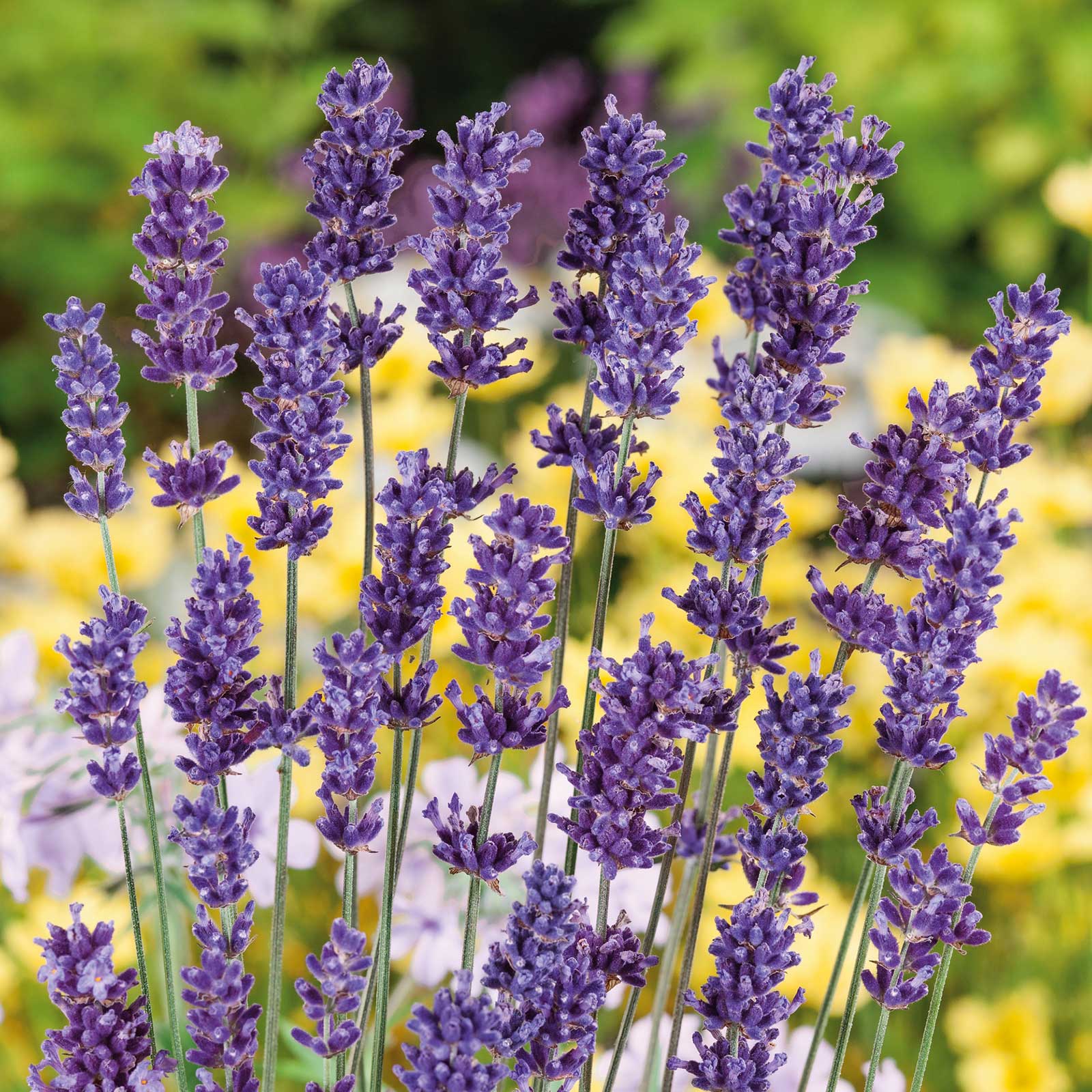 ellagance purple lavender seed Lavender Seeds - Ellagance Purple | Herb Seeds in Packets & Bulk