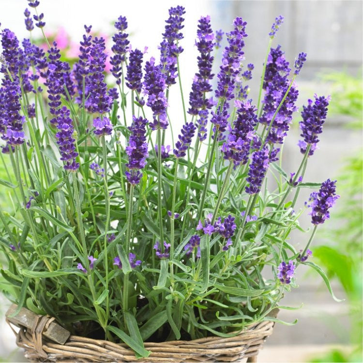 Hidcote Promise Compact Lavender