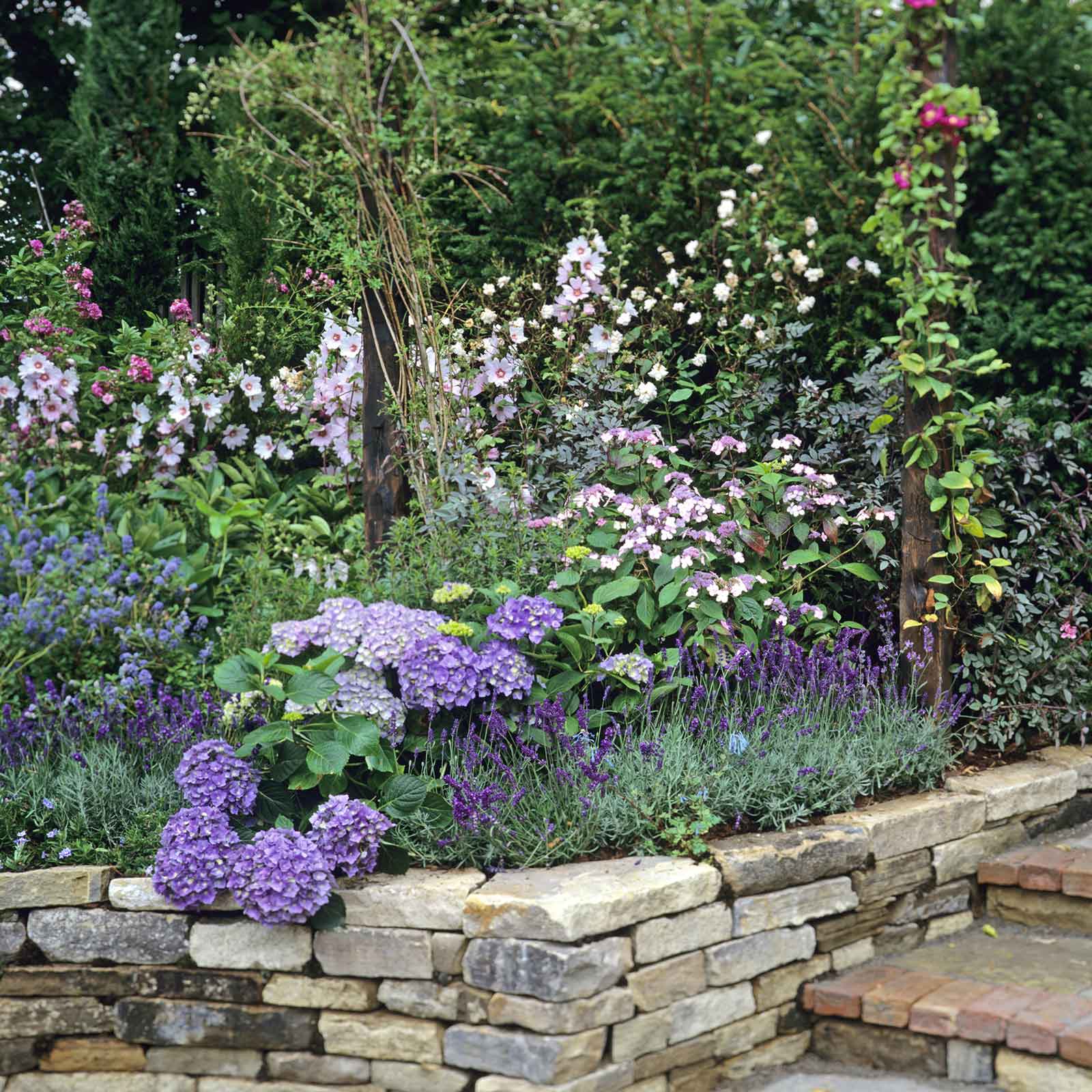 lavender plants bulk buy Lavender Seeds - Hidcote Promise Compact | Herb Seeds in Packets & Bulk