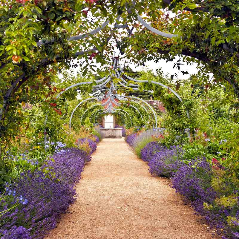 grosso lavender seeds bulk Bulk Lavender Seeds - Munstead