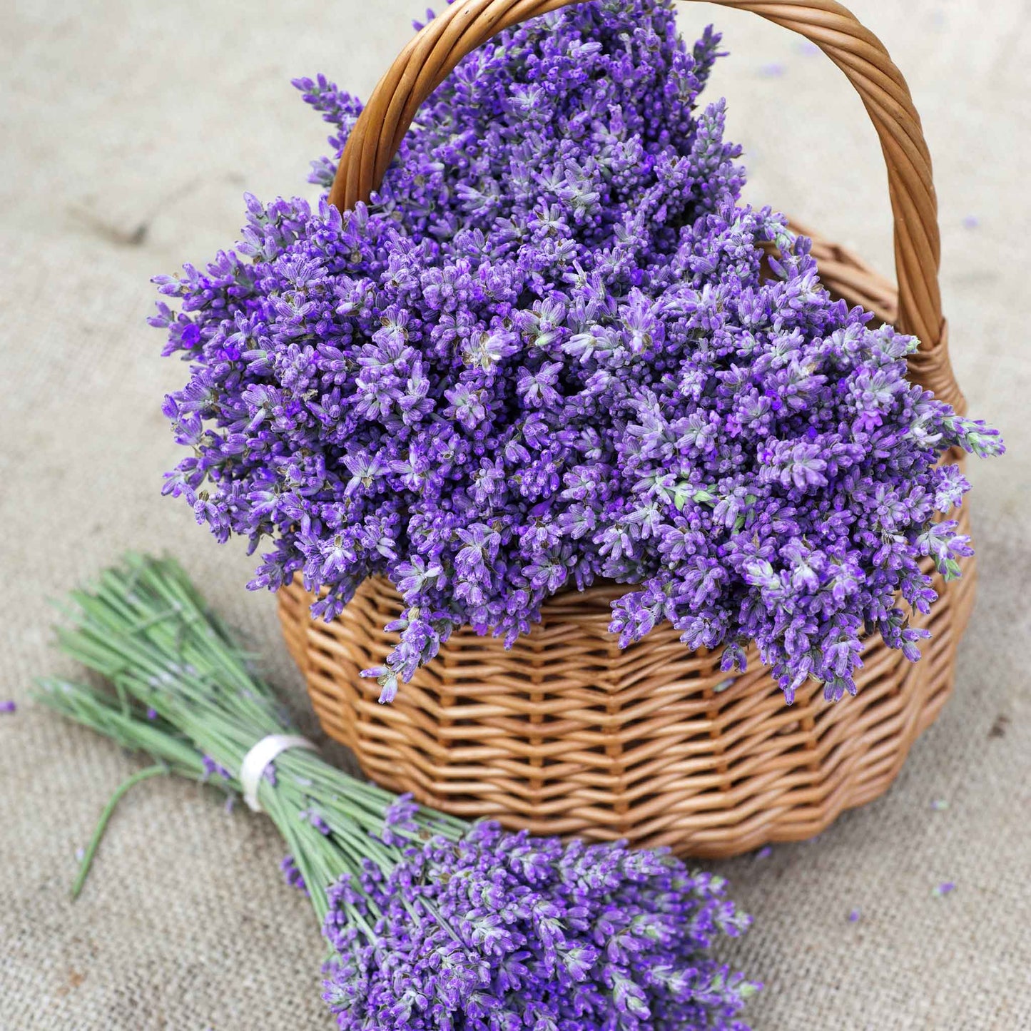 Organic purple lavender flowers displayed in a basket with a bundle of lavender laying next to it.