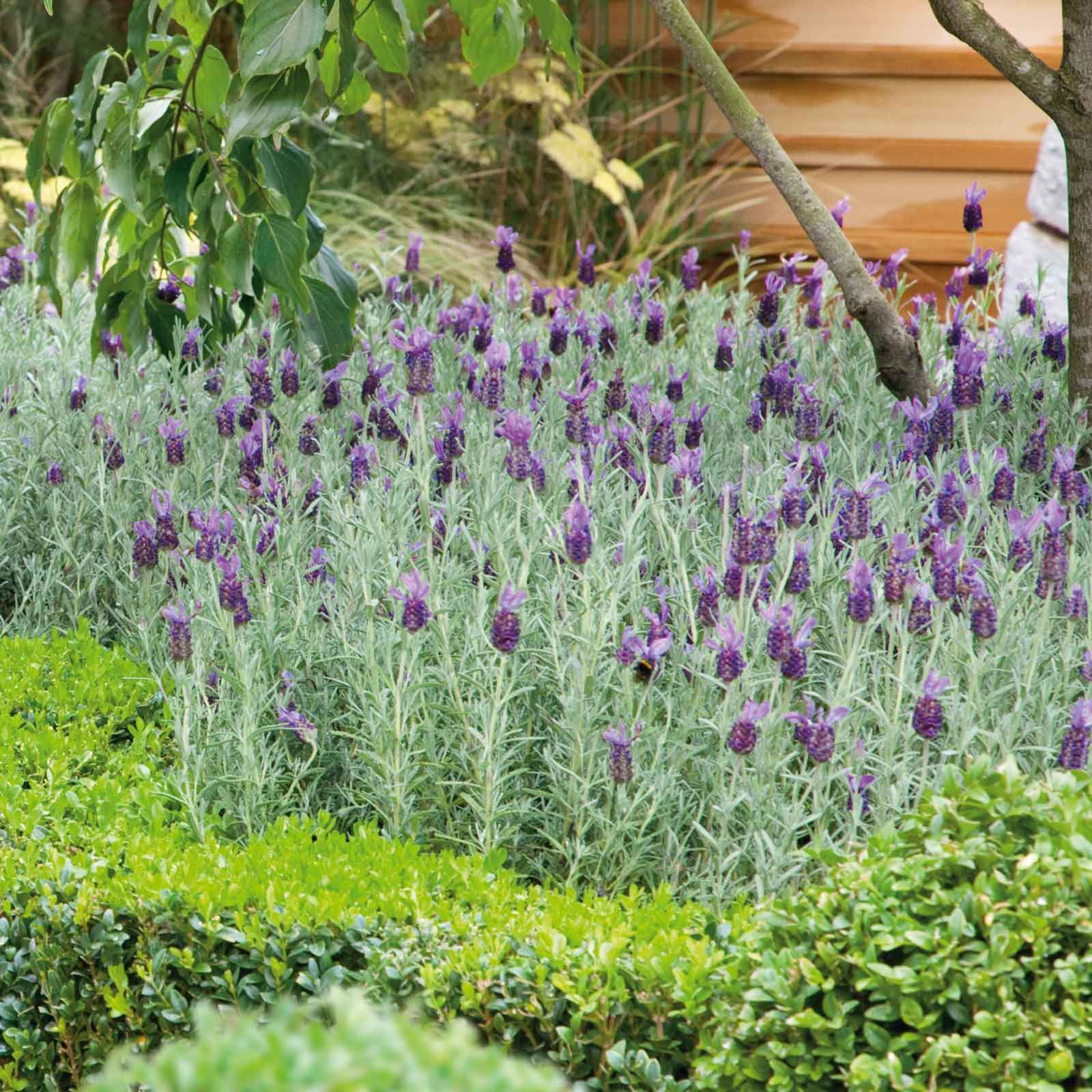 purple garden seeds Bulk Lavender Seeds (Spanish) - Bandera Purple