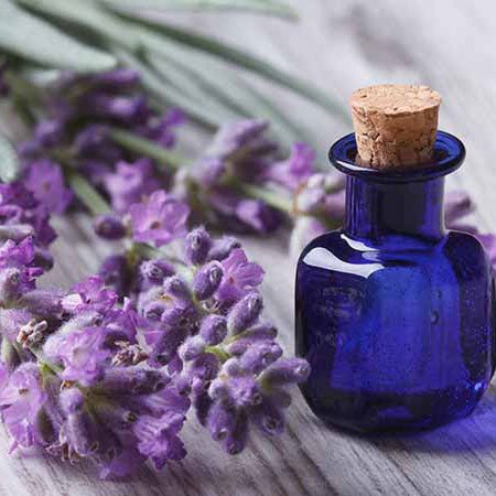 Spike (Latifolia) Lavender