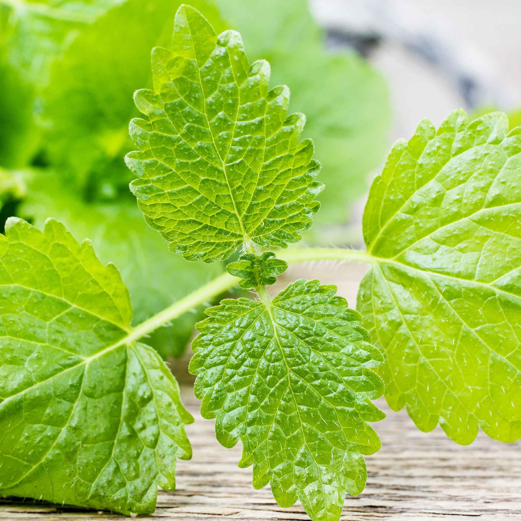 plant lemon balm seeds Bulk Lemon Balm Seeds