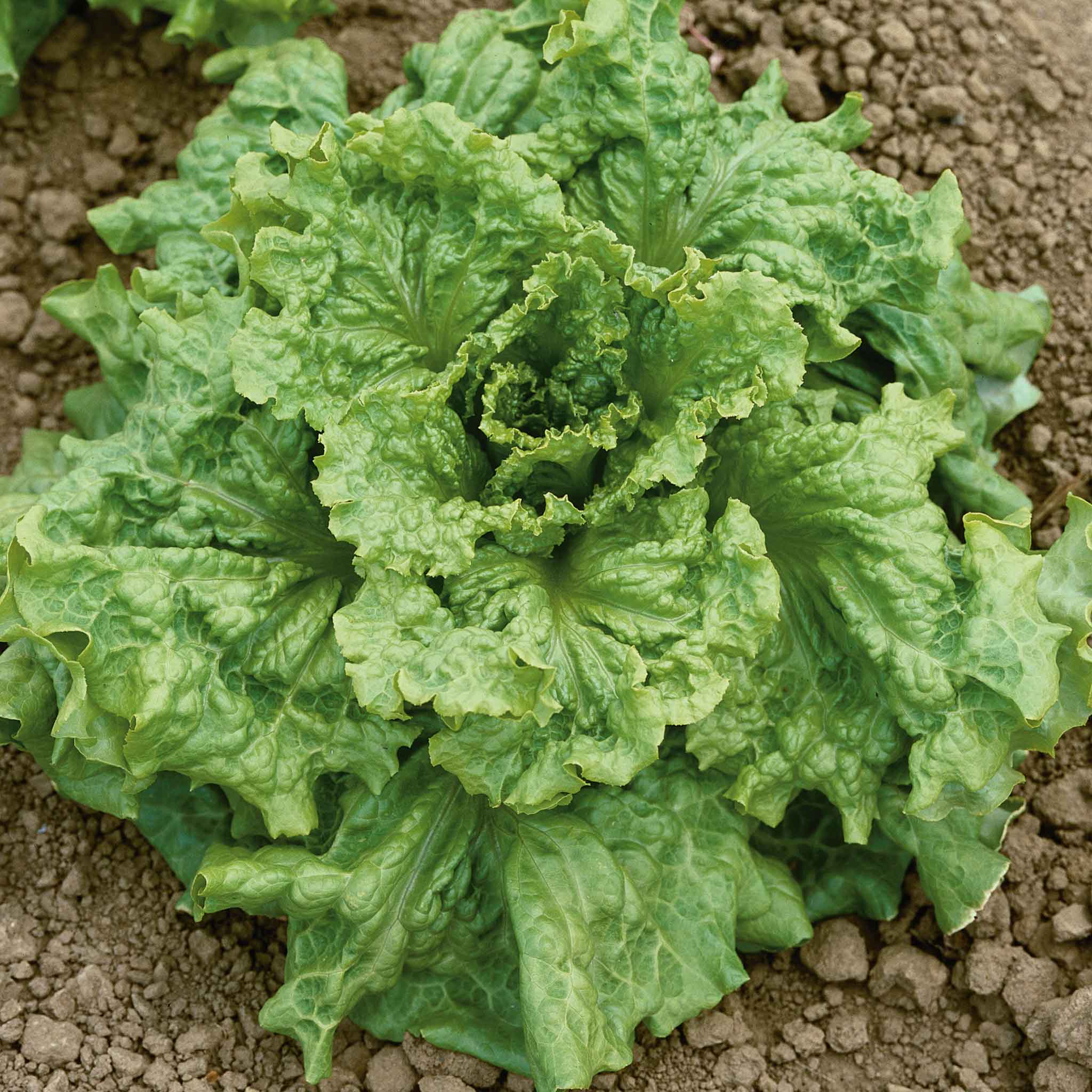planting black seeded simpson lettuce Bulk Lettuce Seeds