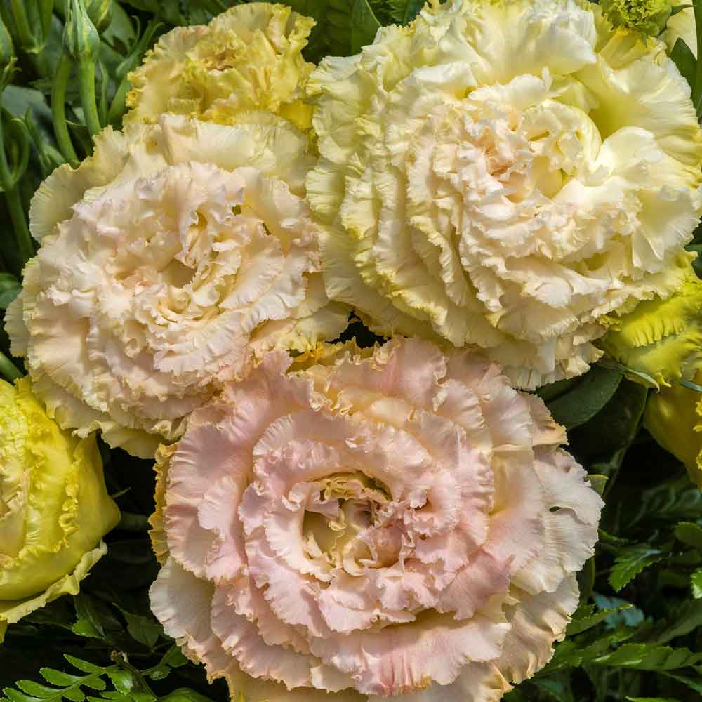 lisianthus voyage champagne