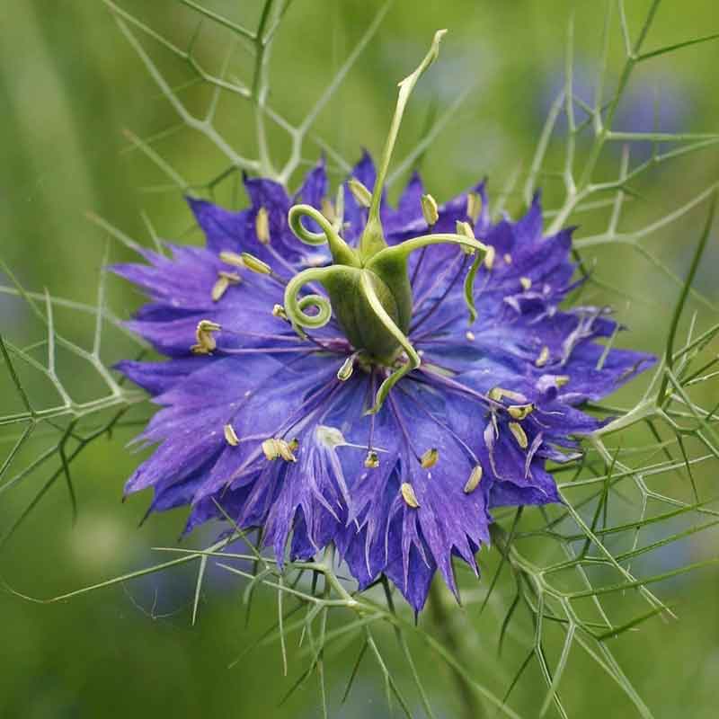 seeds that flower same year Love in a Mist Seeds - Persian Jewels Indigo Blue | Flower Seeds