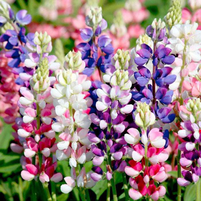 lupine avalune mix