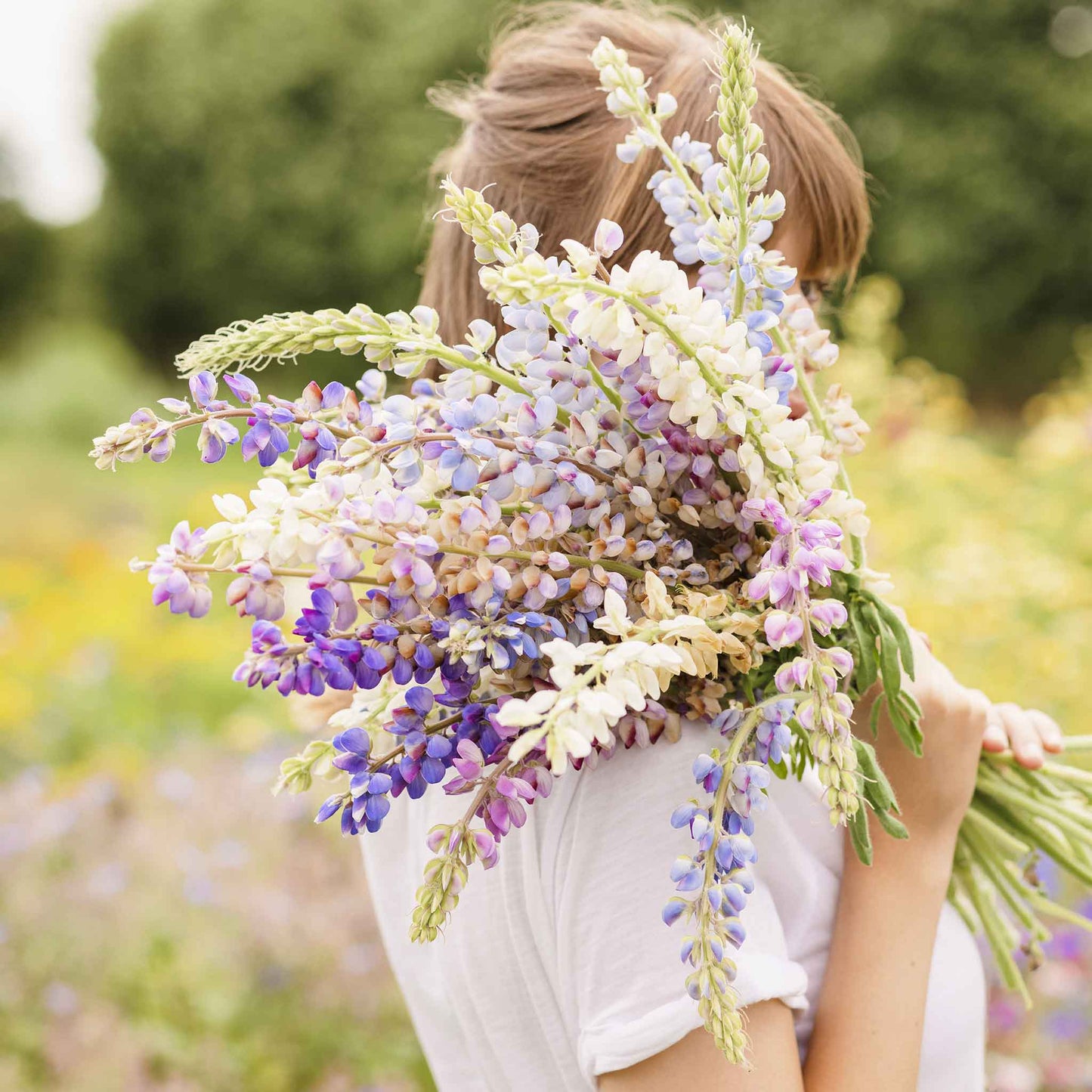 lupine hartwegii mix