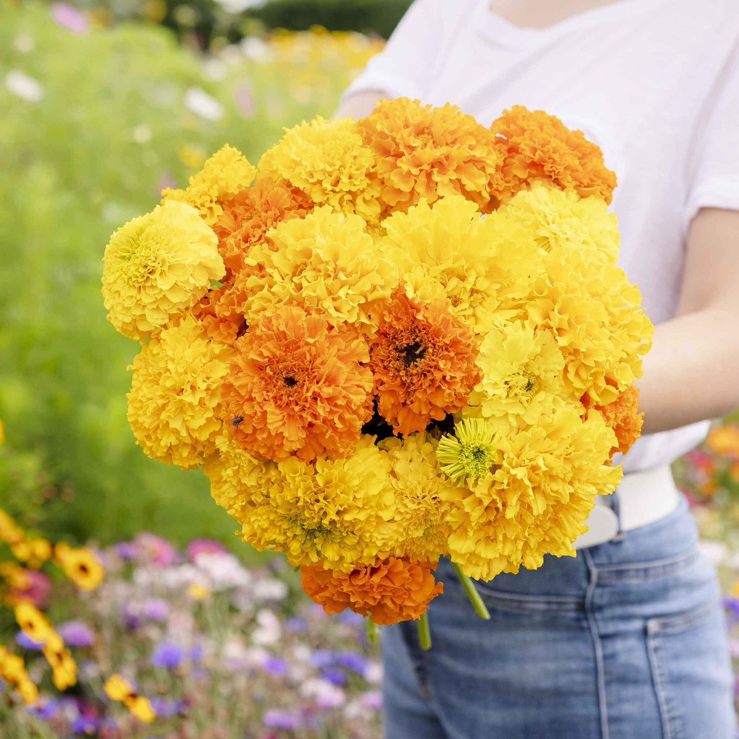 marigold crackerjack