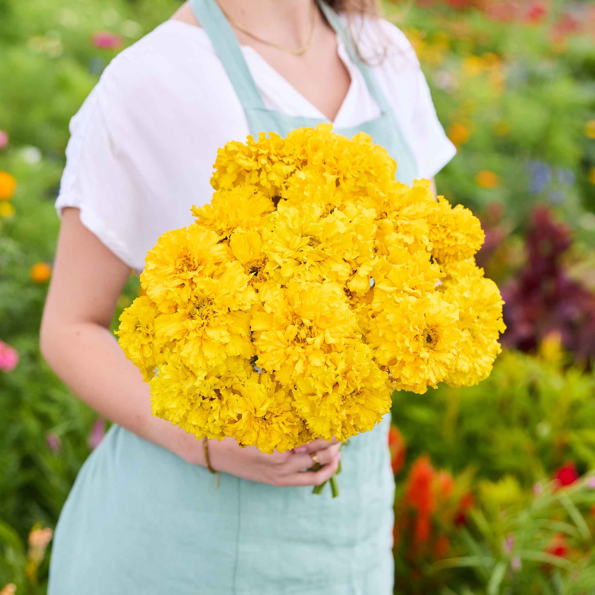 Bulk African Marigold Seeds - Smiles