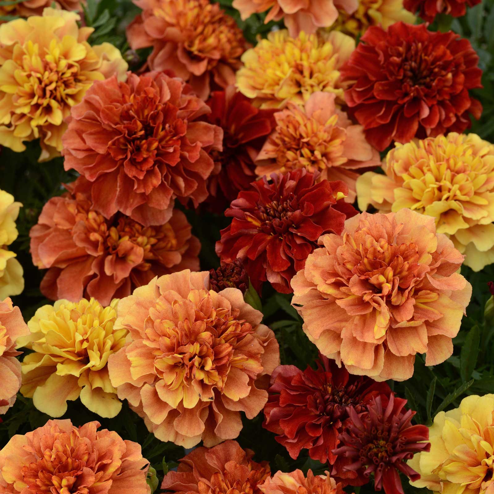 bulk strawberry seeds Marigold Seeds - Strawberry Blonde | Flower Seeds in Packets & Bulk