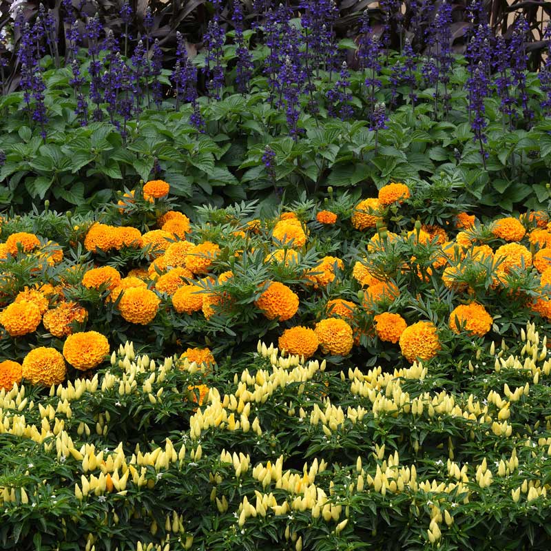 taishan marigold seeds Bulk African Marigold Seeds - Taishan Orange