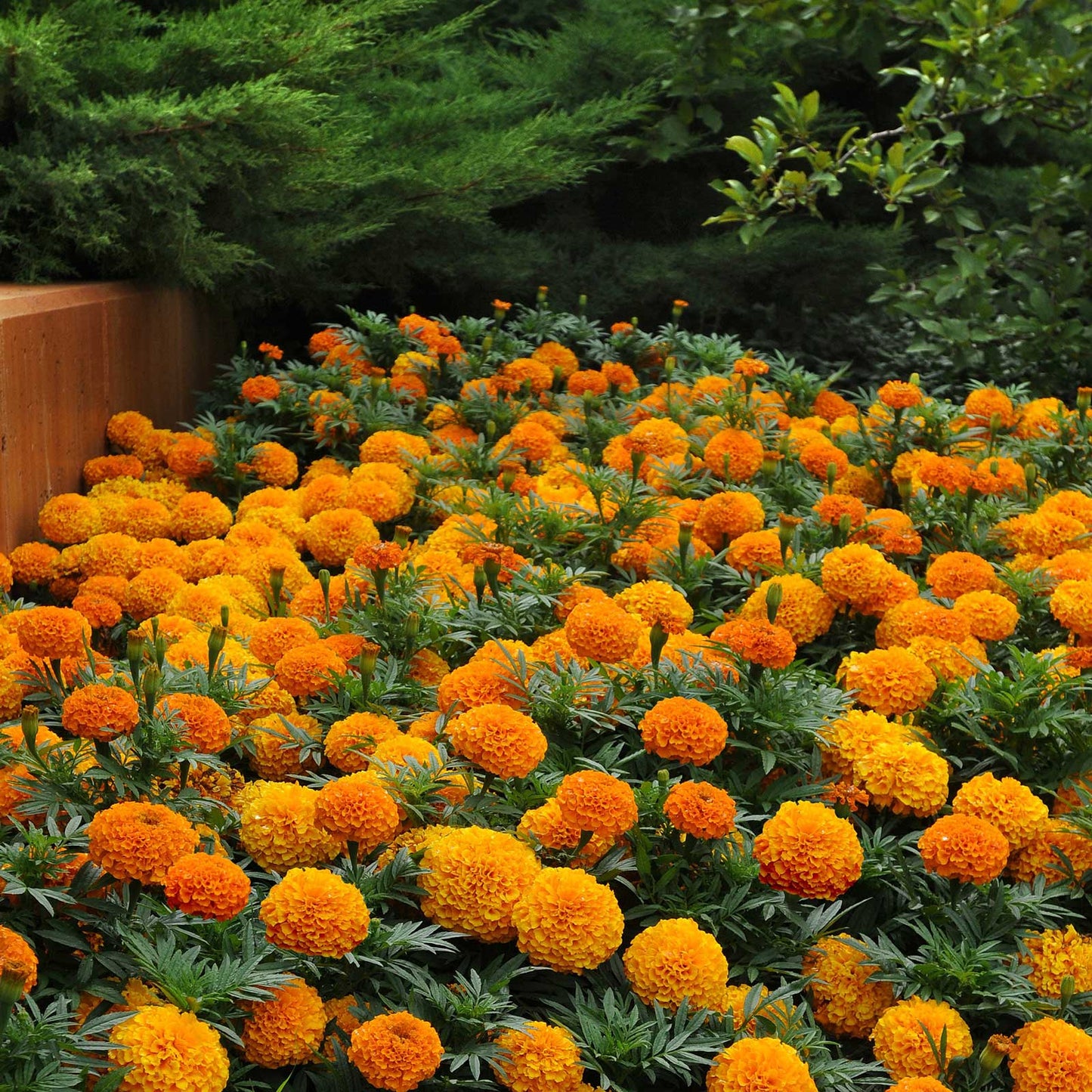 marigold taishan orange