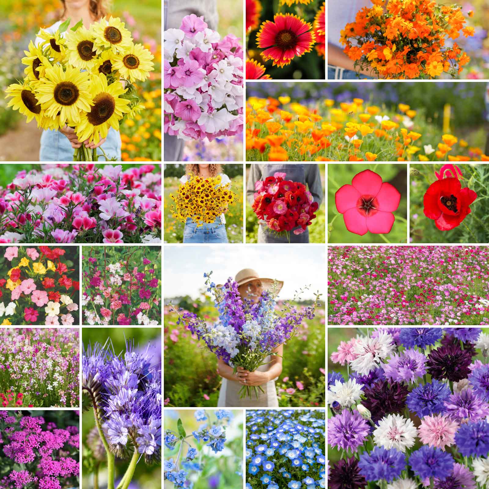 colorado wildflower seeds bulk Bulk All Annual Wildflower Seed Mix