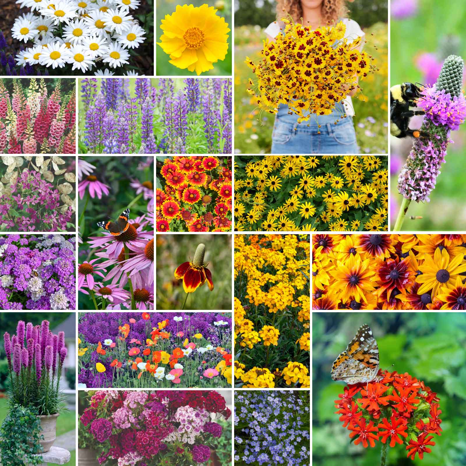 flower seeds zone 7 Bulk All Perennial Wildflower Seed Mix