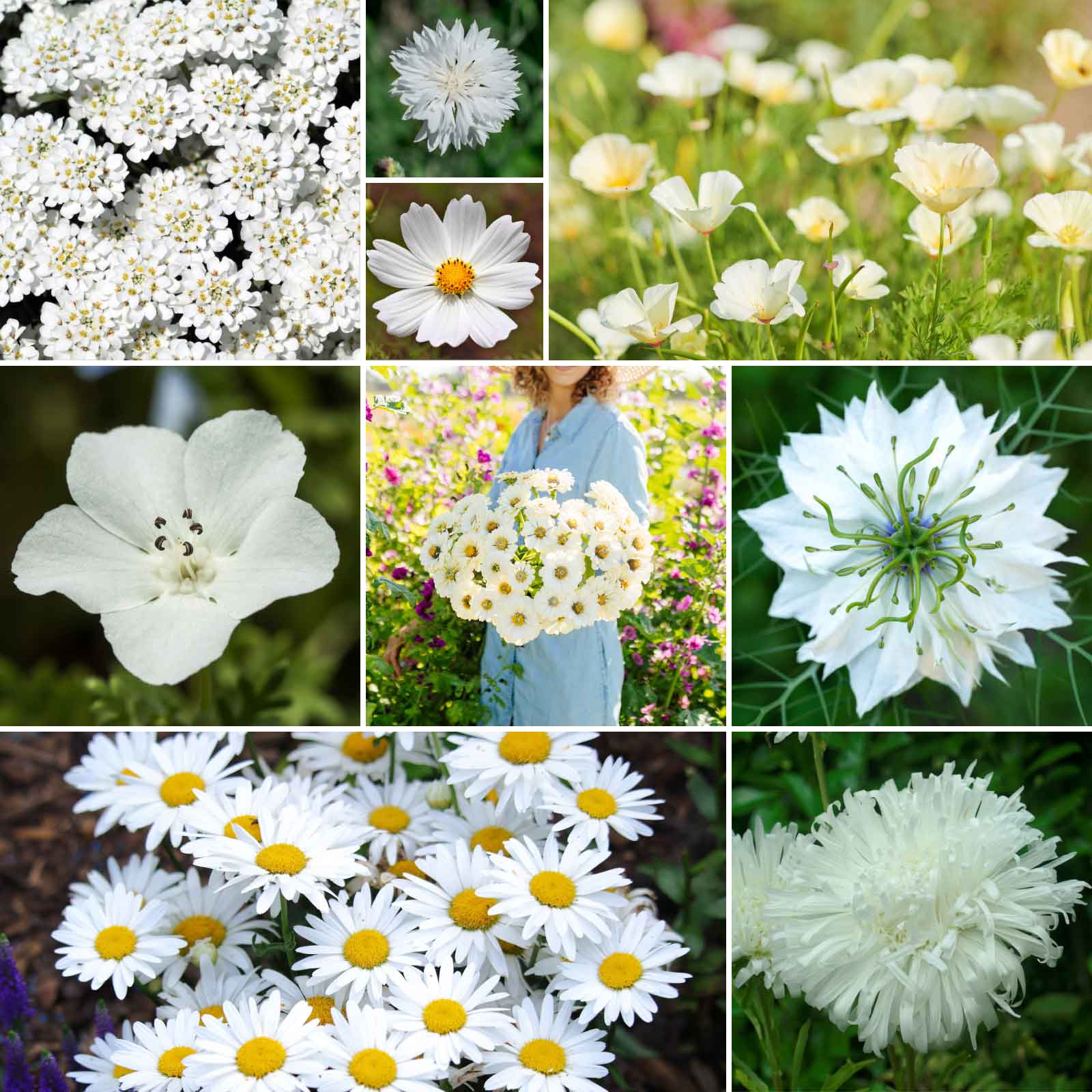 flower seeds.com Bulk Cloud 9 - White Flower Seed Mix