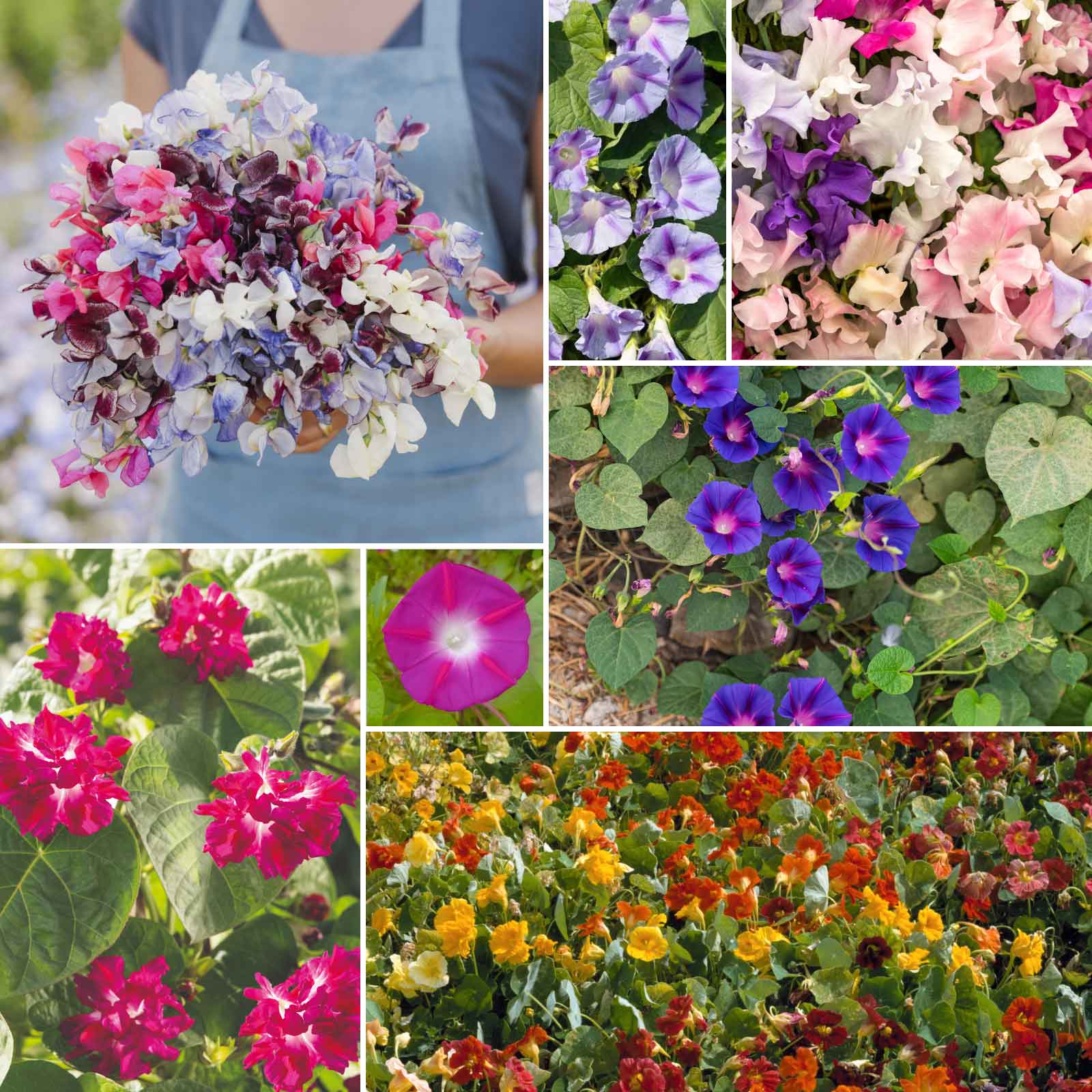 climbing plants from seed Bulk Colorful Climbers - Climbing Flower Seed Mix
